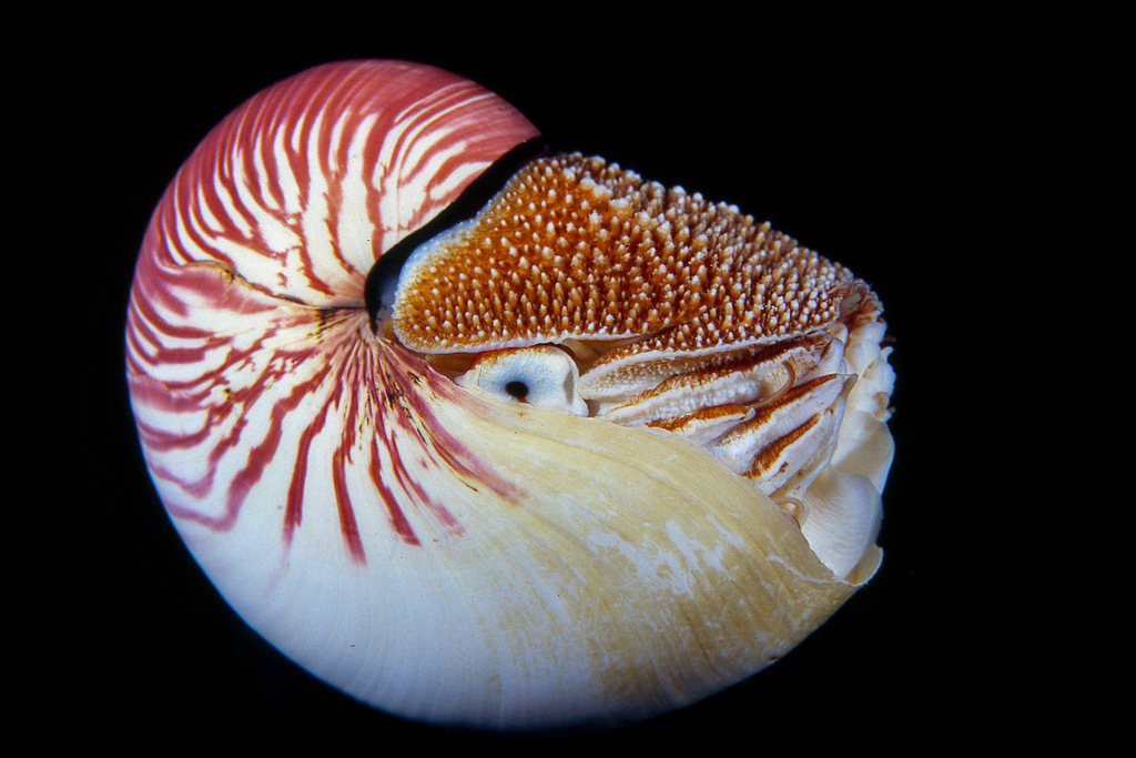 Molluscs (Phylum Mollusca) · iNaturalist