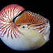 Emperor Nautilus - Photo (c) Ian Shaw, all rights reserved, uploaded by Ian Shaw