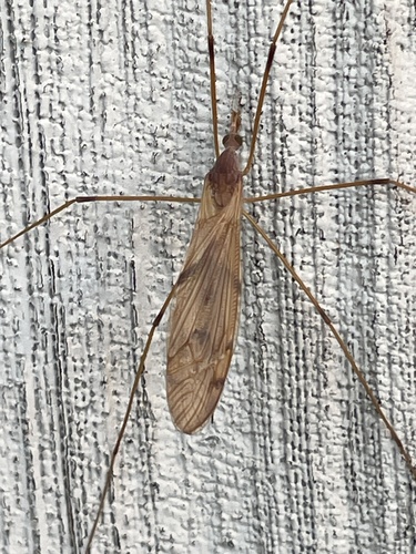 Unknown species found near Day St, Granby, CT, US