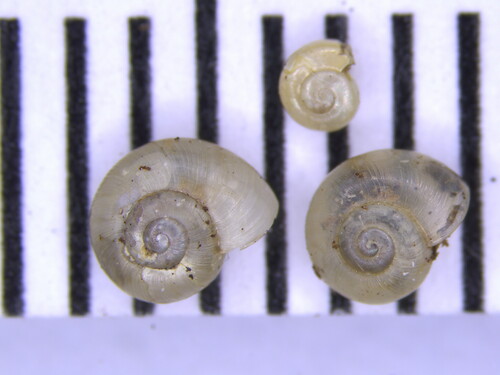 Lucilla singleyana