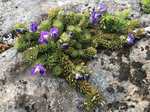 Viola fluehmannii
