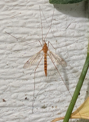 Unknown species found near Williston Park, NY, USA