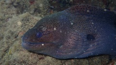 Moray Eel
