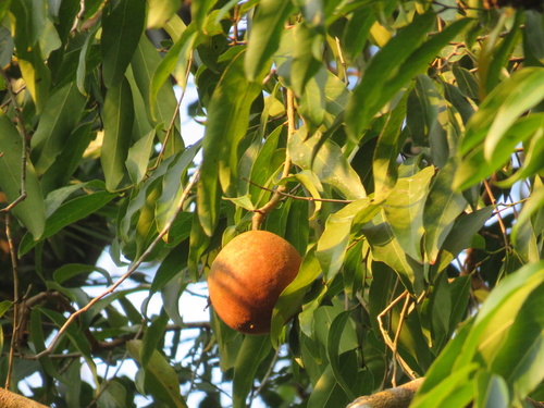 Hydnocarpus anthelminthicus