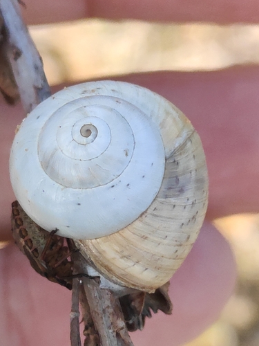 Theba pisana pisana