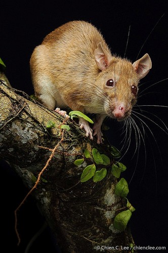 Rajah Spiny Rat (Maxomys rajah) — Vulnerable Mammalia