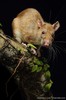 Rajah Spiny Rat - Photo (c) Chien Lee, all rights reserved, uploaded by Chien Lee