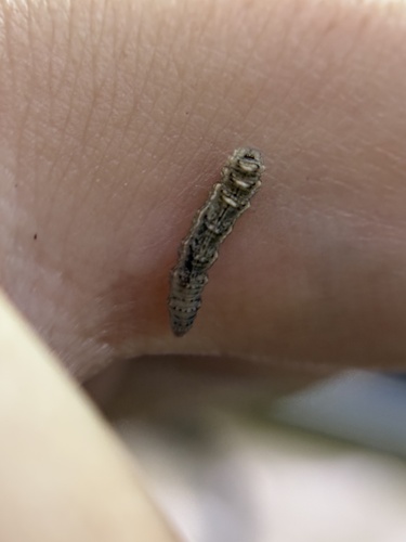 Unknown species found near Summit Rd, Cincinnati, OH, US