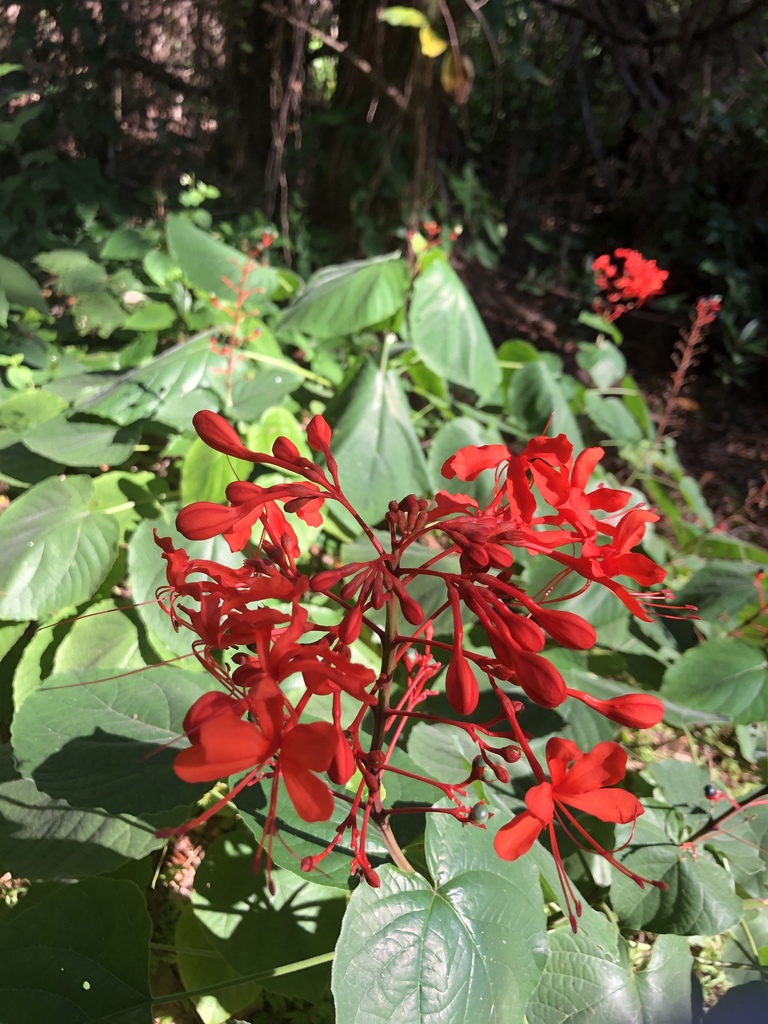 Java Glorybower from Kendall Indian Hammocks Park, Miami, FL, US on