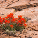Zion Indian Paintbrush - Photo (c) Becca Engdahl, all rights reserved