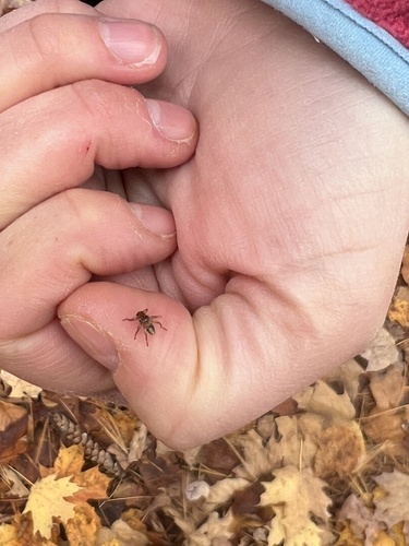 Unknown species found near Queensbury, NY, US
