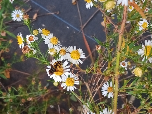 Unknown species found near Travis - Chelsea, Staten Island, NY, USA