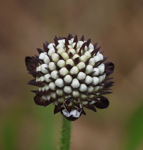 Dipsacus walkeri