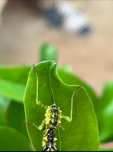 African Spiny Flower Mantis