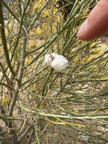 Unknown species found near Grand Canyon Village