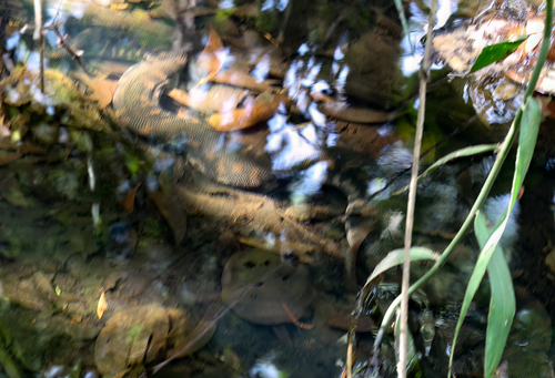 Arafura File Snake sighting