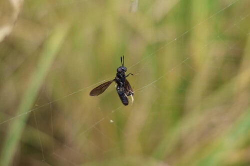 Unknown species found near Urbana, IL, USA