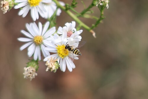 Unknown species found near Urbana, IL, USA