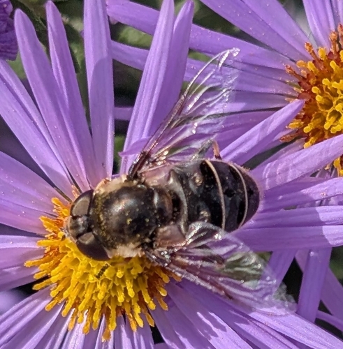 Unknown species found near Wayne, PA 19087, USA