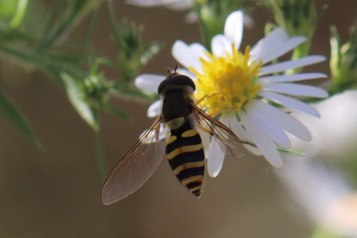Unknown species found near Elizabethton, TN, US