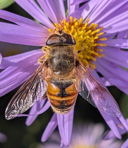 Unknown species found near Wayne, PA 19087, USA