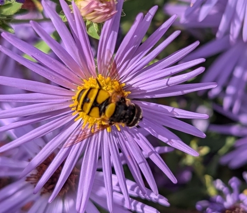 Unknown species found near Wayne, PA 19087, USA