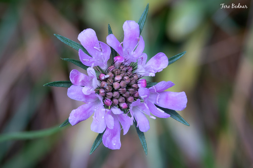Scabiosa
