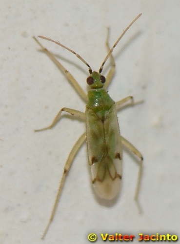 Nesidiocoris tenuis (Reuter, 1895)