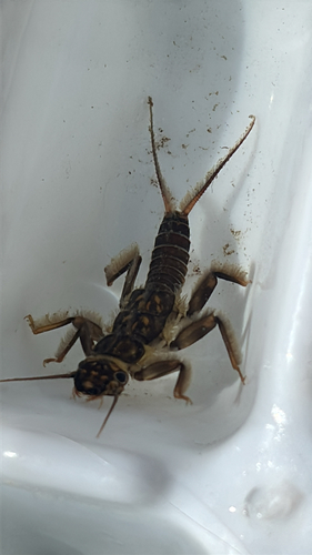 iNaturalist observation photo of Common Stoneflies
