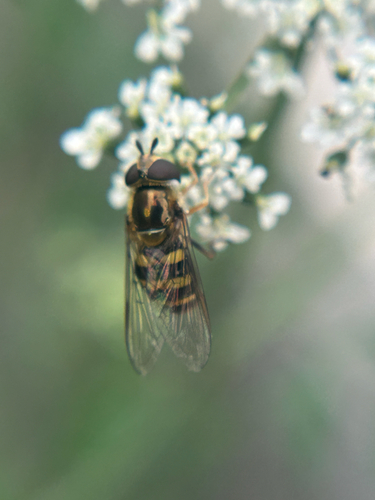 Unknown species found near N West St, Lima, OH, US