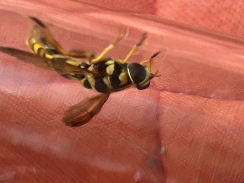 Unknown species found near Indiana, US