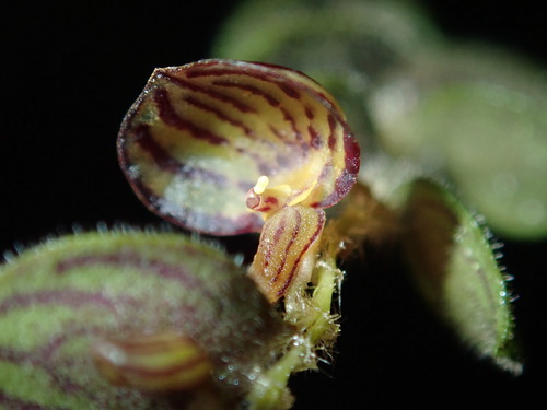 Andinia blossoms from Ecuador