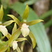 Brassia euodes - Photo (c) Rudy Gelis, all rights reserved, uploaded by Rudy Gelis