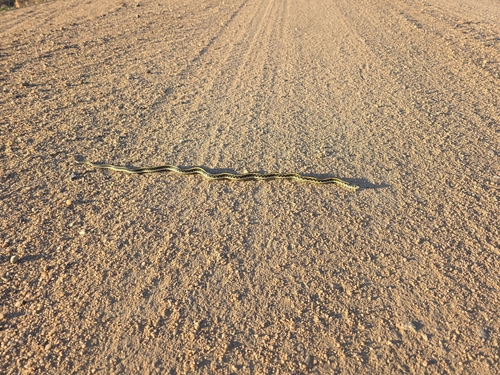 Plains Garter Snake