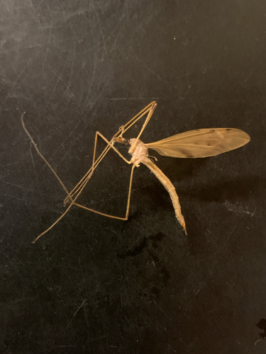 Unknown species found near Economou Rd, Huntington, VT, US