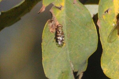Unknown species found near Rocky Mountain Arsenal National Wildlife Refuge, 6550 Gateway Rd, Commerce City, CO 80022, USA