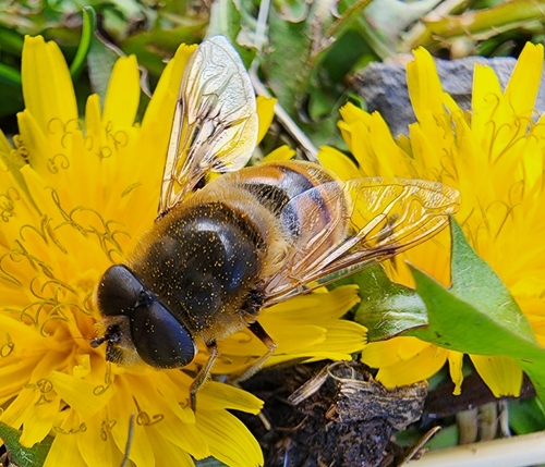 Unknown species found near Cody, WY 82414, USA