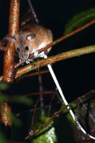 Narrow-tailed White-bellied Rat (Niviventer lepturus) — Least Concern Mammalia