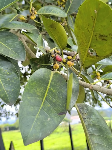 Ficus spp. - Leaves