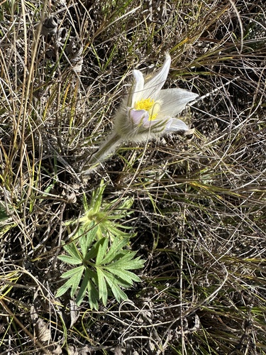 prairie pasqueflower