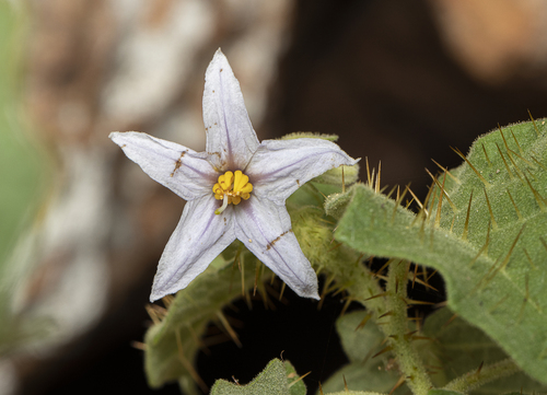 Solanum jabrense