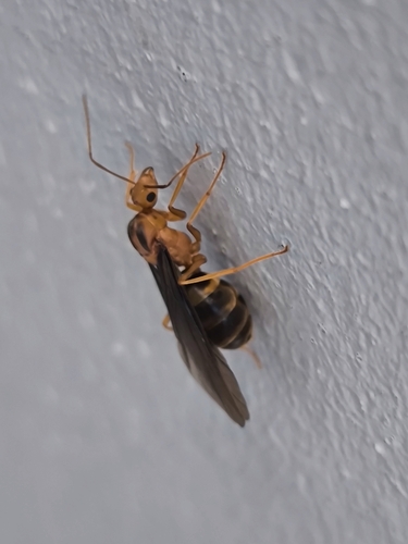 Yellow Crazy Ant