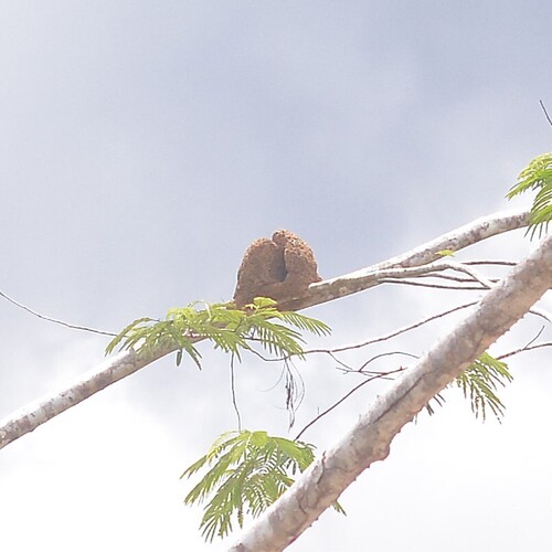 Pale-legged Hornero
