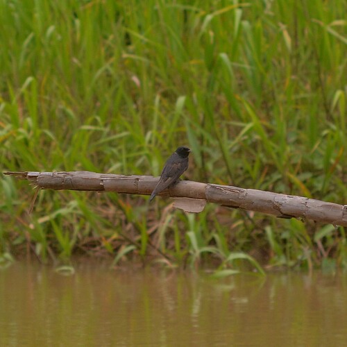 White-banded Swallow