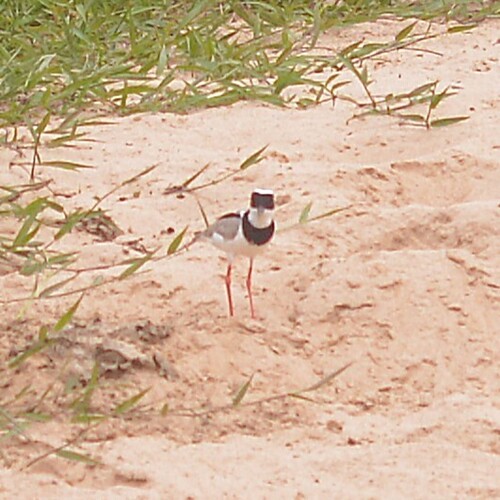 Pied Plover