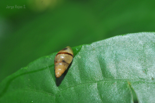 Banded Cone