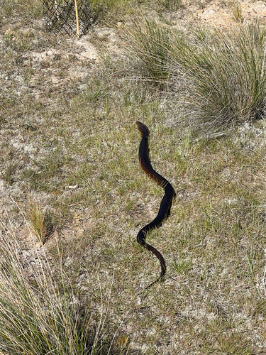 Lowlands Copperhead sighting