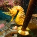 Observation photo