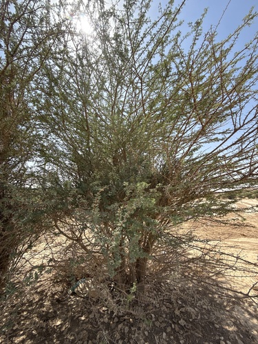Vachellia tortilis raddiana