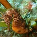 Observation photo